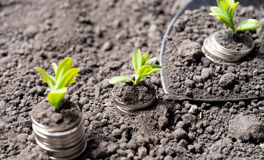 coins buried in dirt with plants growing out of them